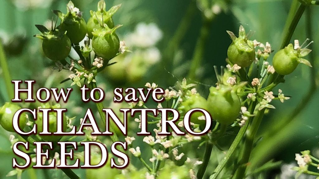 How to save Cilantro Seeds